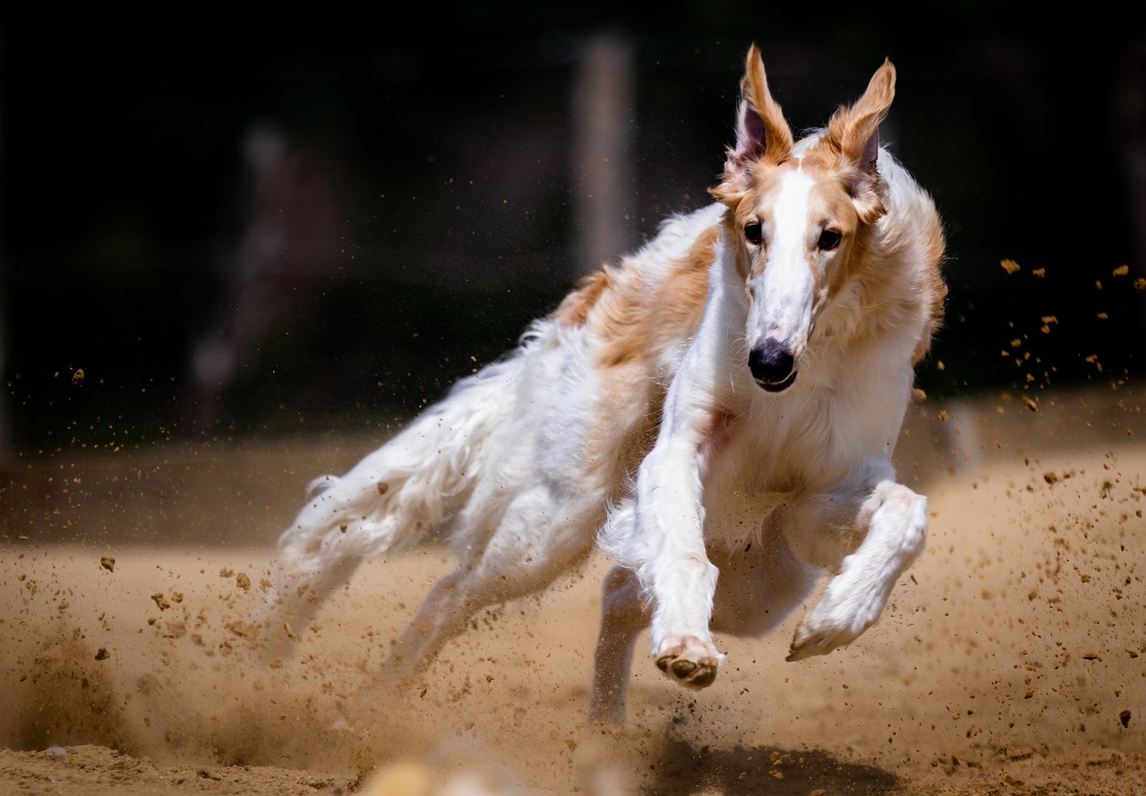 Is Legal Bangalore Race Course Betting Legal in India? Complete 2027 Guide