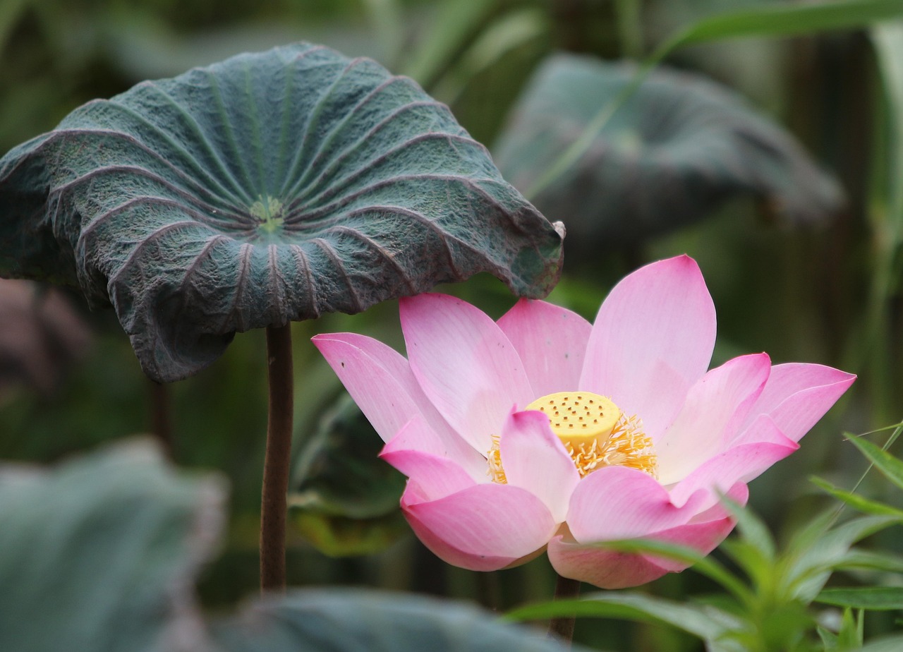 How to Make Money with Best Lotus365 Promo Code: Step-by-Step Guide for 2026